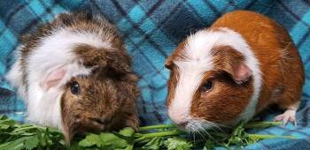 Rescue Abyssinian Guinea Pigs for Adoption in Chicago Heights, Illinois - James | PetCurious